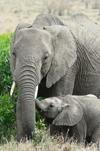 Mom and baby elephant emerge from the brush at Masai Mara