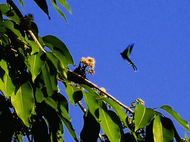 Butterfly in belizean coastal area