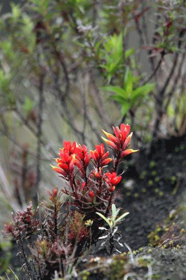 High altituge plant on the rim of Volcan Irazu