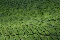 Tea plants blanket the Sungai Palas tea plantation in Cameron Highlands