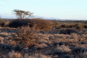 Evening time at Samburu National Park