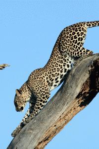 An agile leopard climbs off his perch in Samburu National Park. Leopard sightings are very rare.