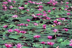 Water lilies near Angkor Wat