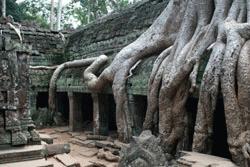 The surreal temple landscape of Ta Phrom