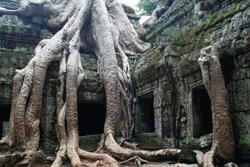 The temples of Ta Phrom demonstrate how the jungles natural forces can take over an entire temple.