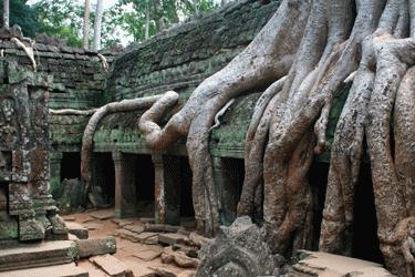 RTW0044 Tree root engulfs Ta Phrom