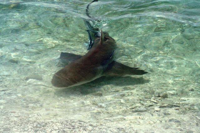 A shark scopes out the tourist.