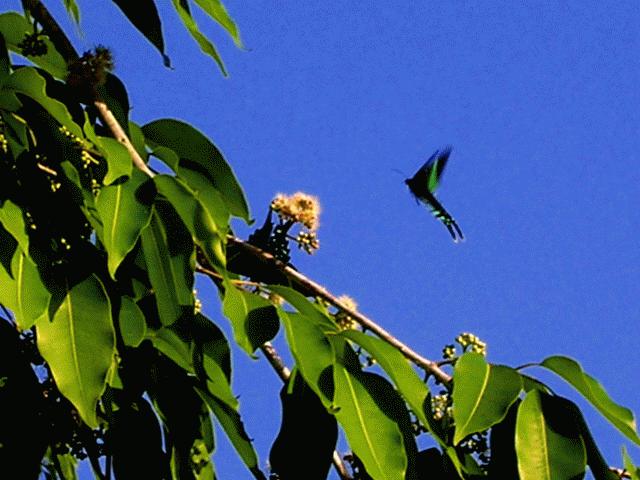 Butterfly. Eric do you have an idea of the genus?