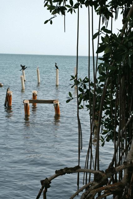 Mangroves near Placencia.