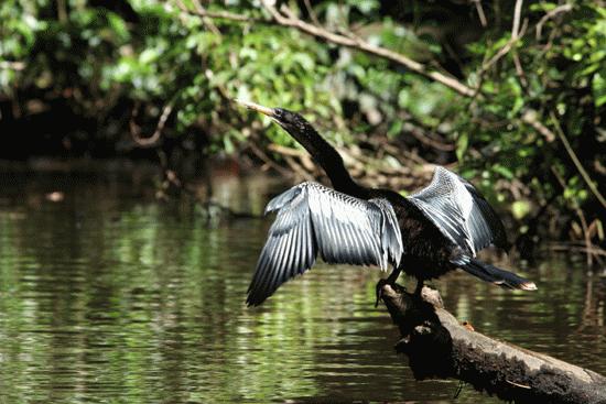 This bird always had its wings spread out.