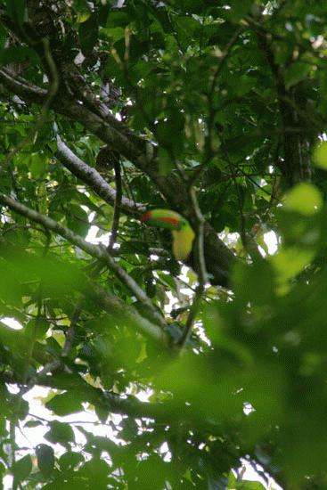 Keel-billed Toucan at Parque Nacional Tortuguero. I have a great appreciation for birders that are able to take clear, crisp pictures.