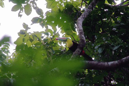 Keel-billed Toucan. This was very well the most exciting spotting for Peter and Paul