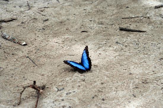 The Blue Morpho butterfly. Parque Nacional Cahuita. These are incredible to watch floating around the rainforest.