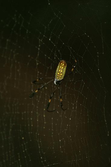 Giant yellow backed spider.