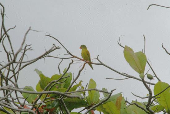 Green Parakeet on the Pacific coast near Uvita, Costa Rica.