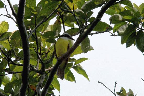 A common flycatcher at Uvita, Costa Rica.