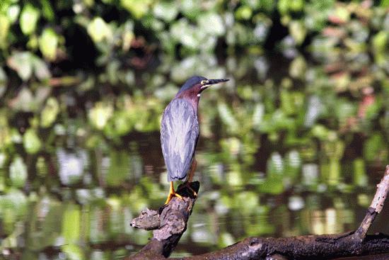 Grey Herons were very common around the backwaters of Tortuguero.