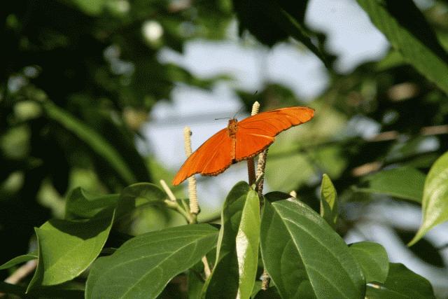 Upland broadleaf forest butterfly