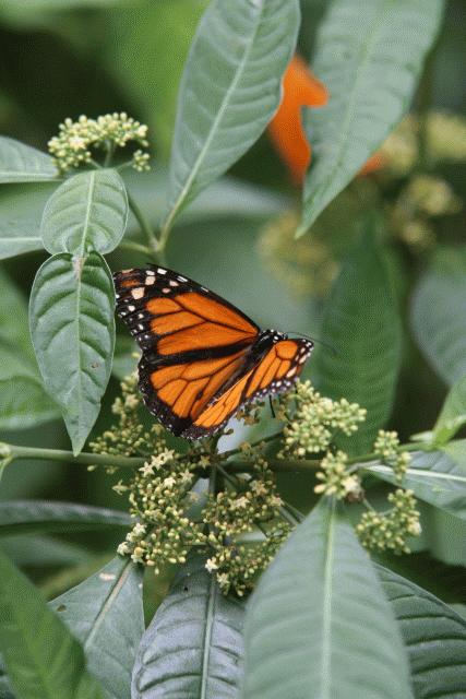 Monarch in Belize