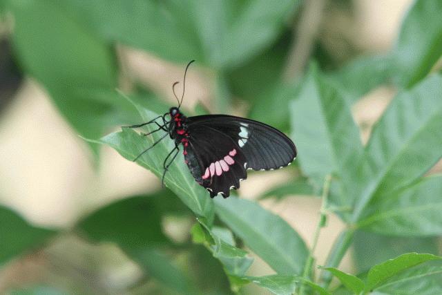 Belizean butterlfy