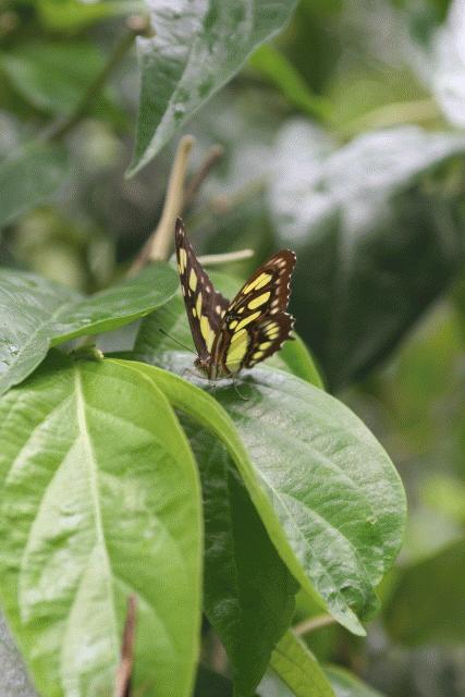 butterfly