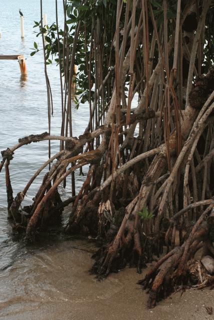 Coastal Mangroves, Belize