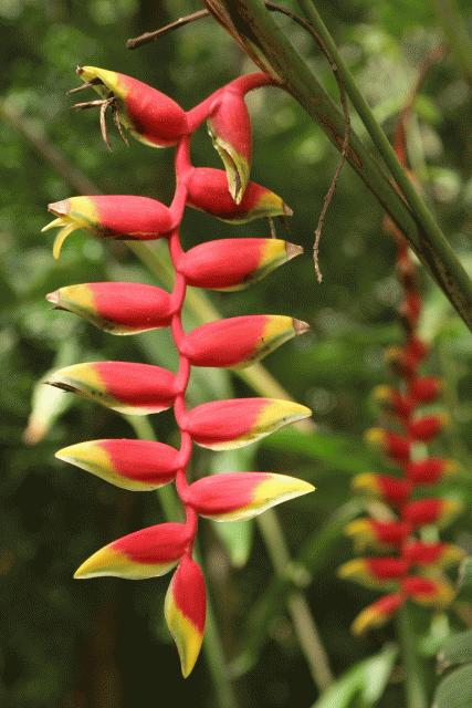 Western Belize