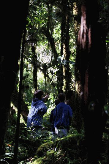 In search for the resplendent quetzal