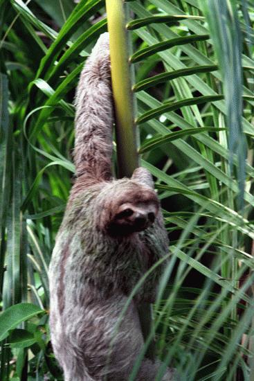 Three toed sloth at Manual Antonio Parque Antonio