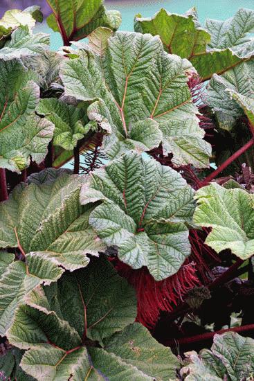 This plant was only seen at very high altitudes, around 8000 feet.