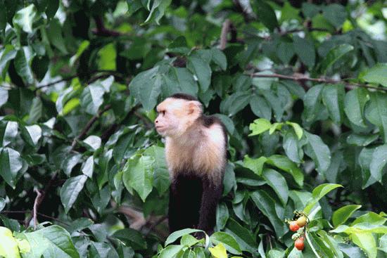 White-faced Capuchin Monkey at Manual Antonio.