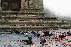 Pigeons and rose petals adorn the church steps after a marriage ceremony