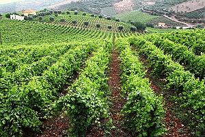 Sao Joao da Pesqueira is famous for producing top grapes for use in port wine.