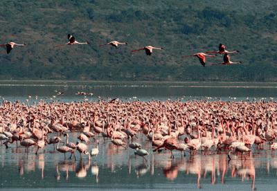 RTW0083  Greater Flamingos