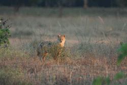 A jackal provides us a glimpse before running off in Kanha National Park