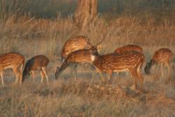 Chittol, or spotted, deer graze in Kanha