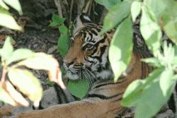 Viewing a tiger from the back of an elephant in Kanha was a top thrill of the trip