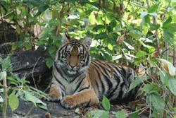 Viewing another tiger in the shade of undergrowth in Kanha, central India