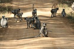 A troup of languar monkeys conduct a meeting of the minds on a back road in Kanha