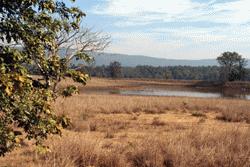 Median (grasslands) in Kanha National Park