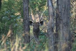 Sambar deer hiding in the forest