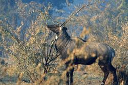 Blue antelope feeding in Keoladeo-Ghana Sanctuary