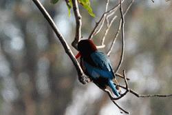 The common kingfisher with its bright blue and maroon colors is a beautiful sight.