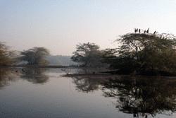 A glorious morning at Keoladeo, Central India