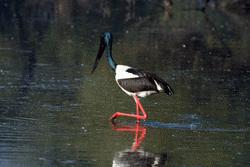 A rare black necked stork