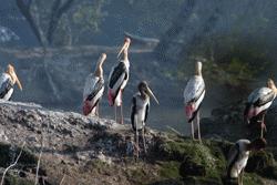 A group of juvenile and adult painted storks. The adults have red on their tail feathers.