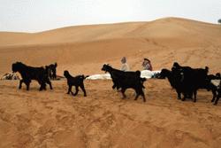 Therese and Carrol wake up to a small herd of goats from a nearby village