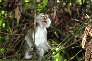 Long tail Macaque looks to take off into the canopy