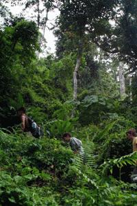 The thick jungle trail to the orangutan viewing platform