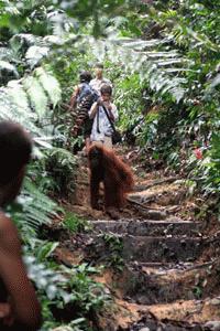 An orangutan surprises us on the trail.